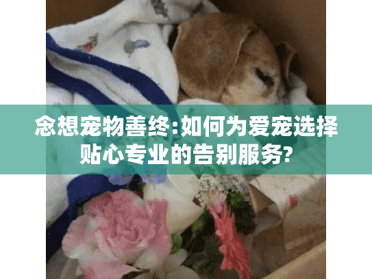 念想宠物善终:如何为爱宠选择贴心专业的告别服务?