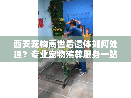 西安宠物离世后遗体如何处理？专业宠物殡葬服务一站式指南