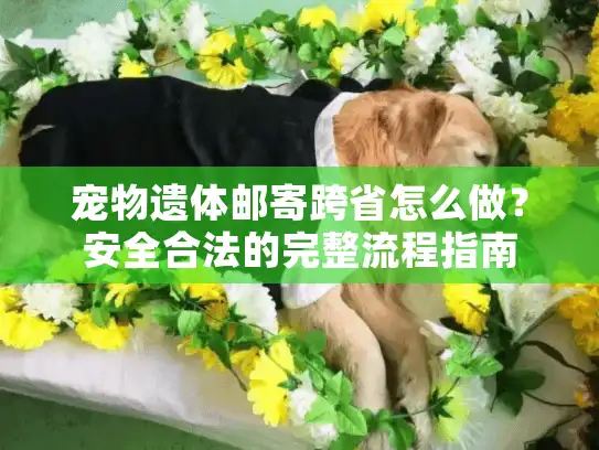 宠物遗体邮寄跨省怎么做？安全合法的完整流程指南