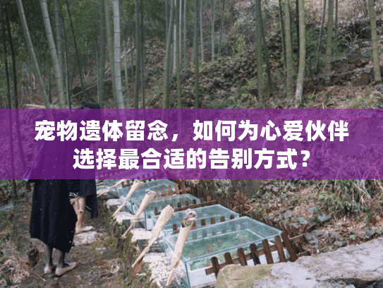 宠物遗体留念，如何为心爱伙伴选择最合适的告别方式？