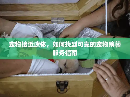 宠物接近遗体，如何找到可靠的宠物殡葬服务指南