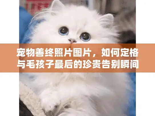 宠物善终照片图片，如何定格与毛孩子最后的珍贵告别瞬间？