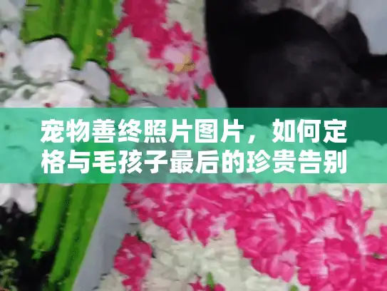 宠物善终照片图片，如何定格与毛孩子最后的珍贵告别瞬间？