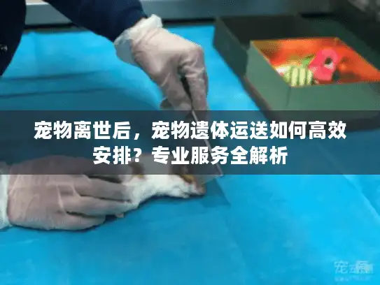 宠物离世后，宠物遗体运送如何高效安排？专业服务全解析