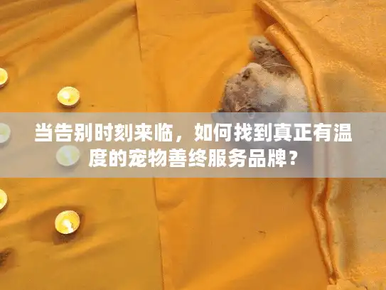 当告别时刻来临，如何找到真正有温度的宠物善终服务品牌？