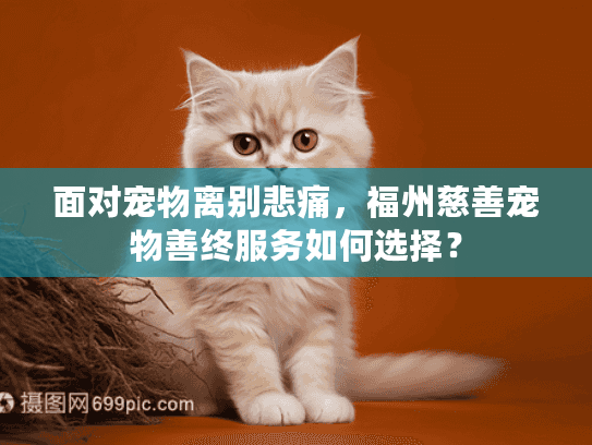 面对宠物离别悲痛，福州慈善宠物善终服务如何选择？