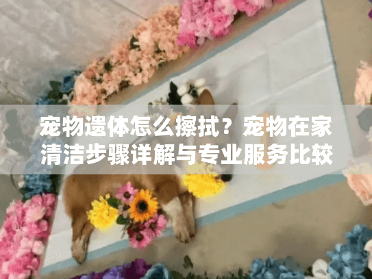 宠物遗体怎么擦拭？宠物在家清洁步骤详解与专业服务比较