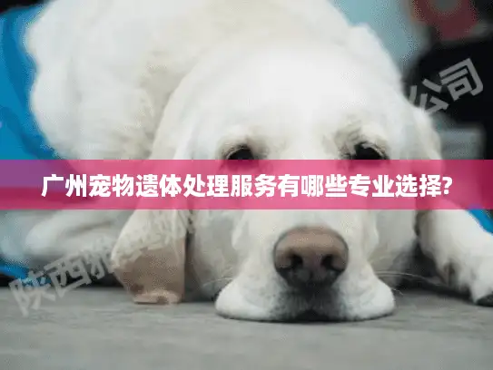 广州宠物遗体处理服务有哪些专业选择? 广州宠物遗体处理服务有哪些专业选择?