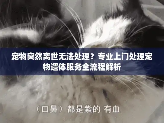 宠物突然离世无法处理?专业上门处理宠物遗体服务全流程解析 宠物突然离世无法处理?专业上门处理宠物遗体服务全流程解析