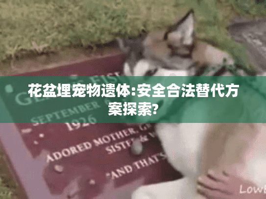 花盆埋宠物遗体:安全合法替代方案探索?