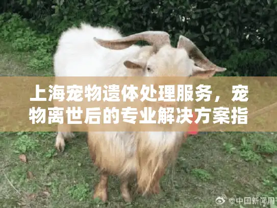 上海宠物遗体处理服务，宠物离世后的专业解决方案指南