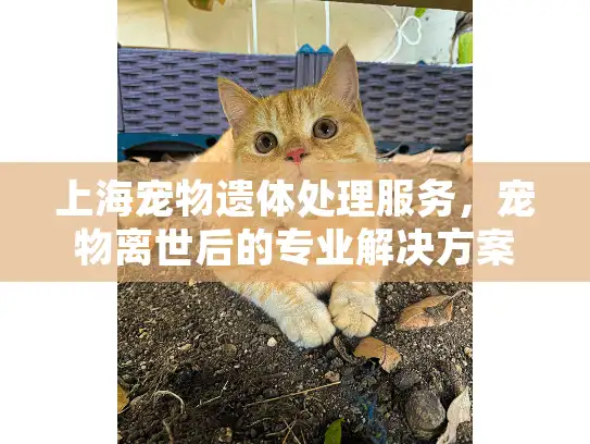 上海宠物遗体处理服务，宠物离世后的专业解决方案指南