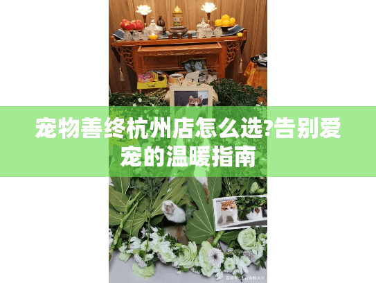 宠物善终杭州店怎么选?告别爱宠的温暖指南