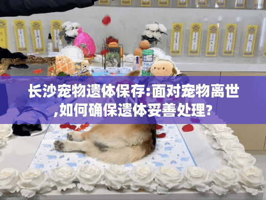 长沙宠物遗体保存:面对宠物离世,如何确保遗体妥善处理?