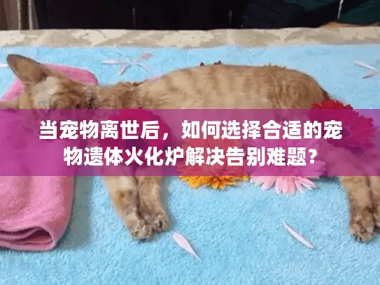 当宠物离世后，如何选择合适的宠物遗体火化炉解决告别难题？