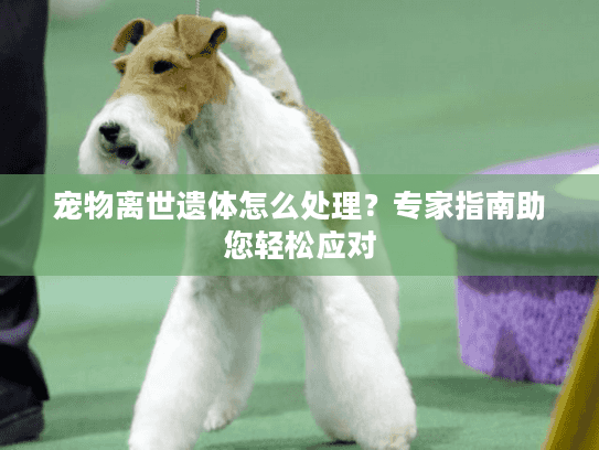 宠物离世遗体怎么处理?专家指南助您轻松应对 宠物离世遗体怎么处理?专家指南助您轻松应对