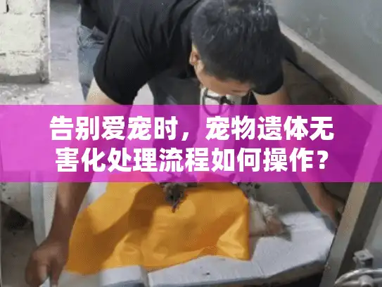 告别爱宠时，宠物遗体无害化处理流程如何操作？