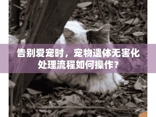 告别爱宠时，宠物遗体无害化处理流程如何操作？