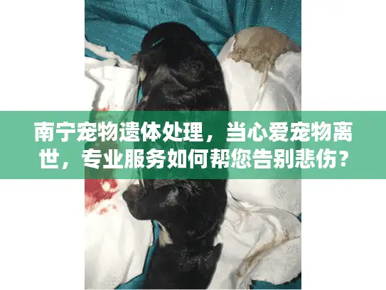 南宁宠物遗体处理，当心爱宠物离世，专业服务如何帮您告别悲伤？