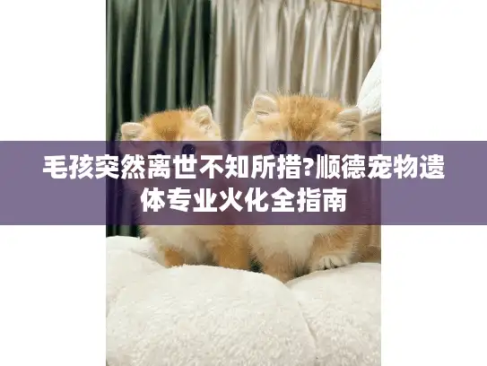 毛孩突然离世不知所措?顺德宠物遗体专业火化全指南