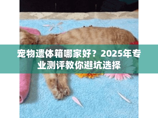 宠物遗体箱哪家好？2025年专业测评教你避坑选择