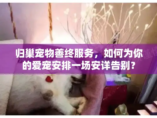 归巢宠物善终服务，如何为你的爱宠安排一场安详告别？