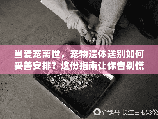 当爱宠离世，宠物遗体送别如何妥善安排？这份指南让你告别慌乱