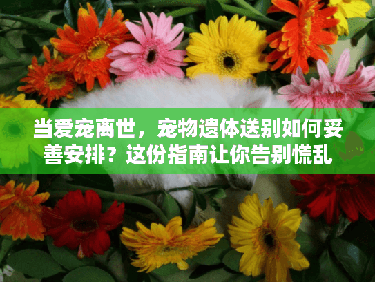 当爱宠离世，宠物遗体送别如何妥善安排？这份指南让你告别慌乱