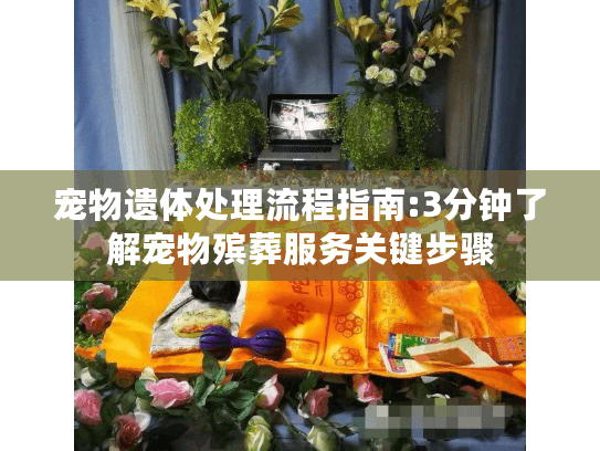 宠物遗体处理流程指南:3分钟了解宠物殡葬服务关键步骤