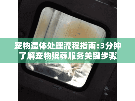 宠物遗体处理流程指南:3分钟了解宠物殡葬服务关键步骤