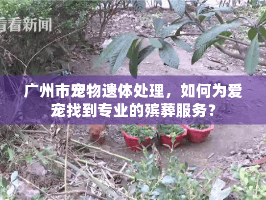 广州市宠物遗体处理，如何为爱宠找到专业的殡葬服务？