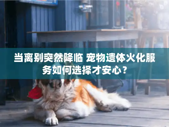 当离别突然降临 宠物遗体火化服务如何选择才安心？