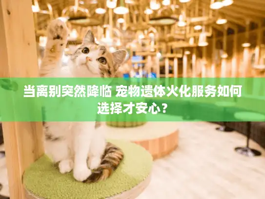 当离别突然降临 宠物遗体火化服务如何选择才安心？