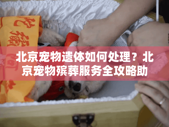 北京宠物遗体如何处理？北京宠物殡葬服务全攻略助您安心告别