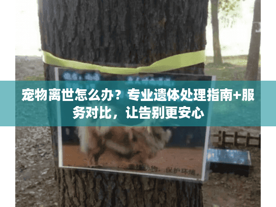 宠物离世怎么办?专业遗体处理指南+服务对比,让告别更安心 宠物离世怎么办?专业遗体处理指南+服务对比,让告别更安心