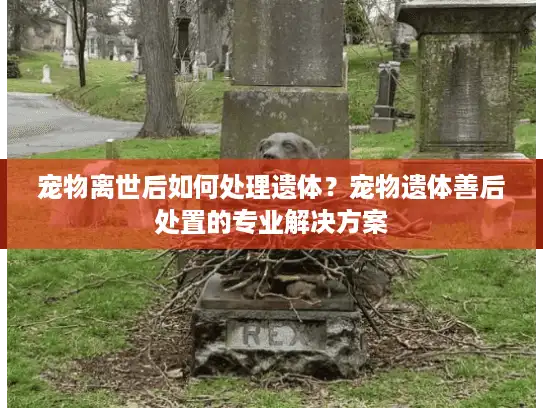 宠物离世后如何处理遗体？宠物遗体善后处置的专业解决方案