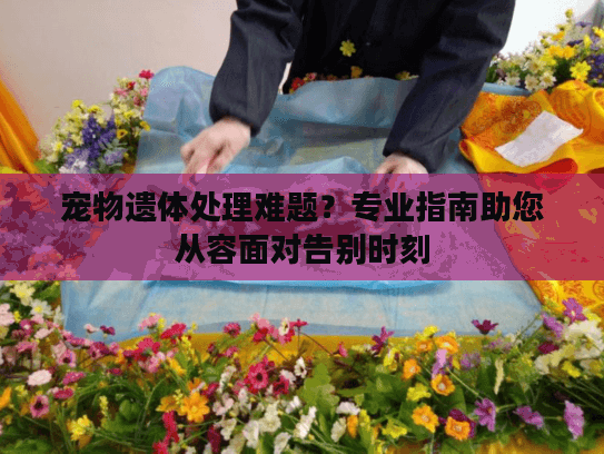 宠物遗体处理难题？专业指南助您从容面对告别时刻