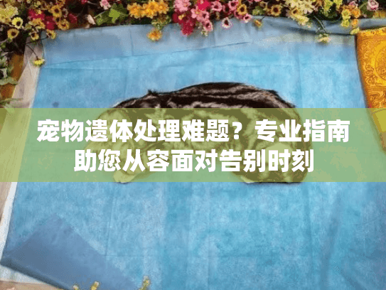 宠物遗体处理难题？专业指南助您从容面对告别时刻