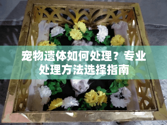 宠物遗体如何处理?专业处理方法选择指南 宠物遗体如何处理?专业处理方法选择指南