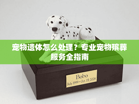 宠物遗体怎么处理？专业宠物殡葬服务全指南