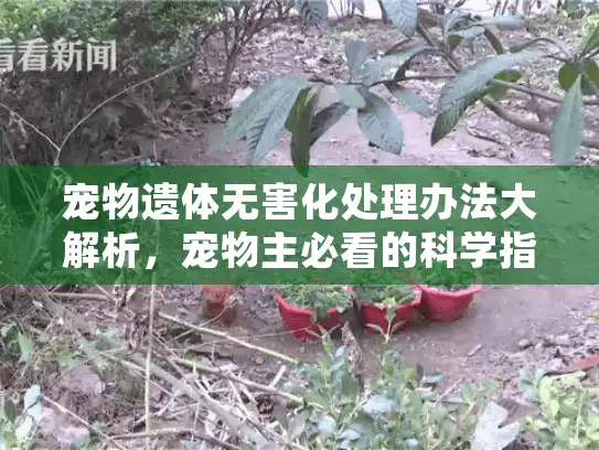 宠物遗体无害化处理办法大解析,宠物主必看的科学指南 宠物遗体无害化处理办法大解析,宠物主必看的科学指南