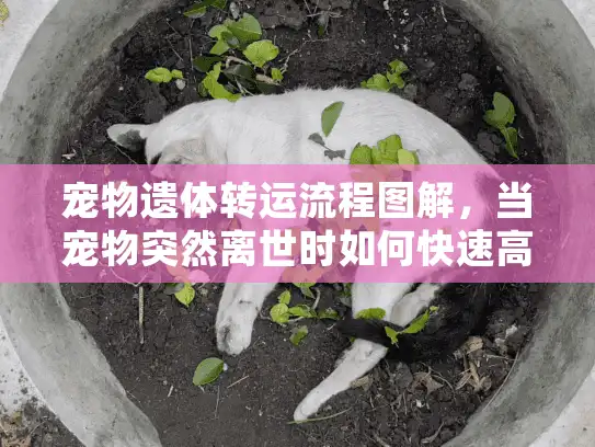 宠物遗体转运流程图解,当宠物突然离世时如何快速高效处理转运难题 宠物遗体转运流程图解,当宠物突然离世时如何快速高效处理转运难题