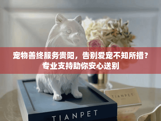宠物善终服务贵阳，告别爱宠不知所措？专业支持助你安心送别