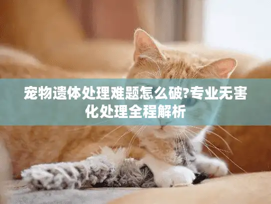 宠物遗体处理难题怎么破?专业无害化处理全程解析