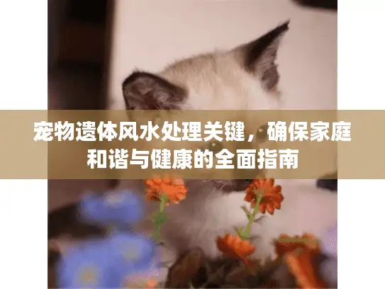 宠物遗体风水处理关键，确保家庭和谐与健康的全面指南