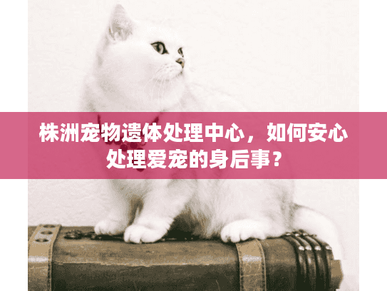 株洲宠物遗体处理中心，如何安心处理爱宠的身后事？