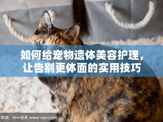 如何给宠物遗体美容护理，让告别更体面的实用技巧