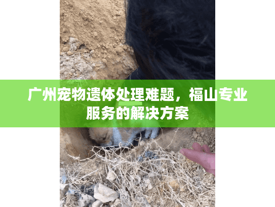 广州宠物遗体处理难题，福山专业服务的解决方案