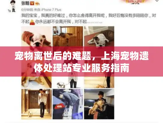 宠物离世后的难题，上海宠物遗体处理站专业服务指南