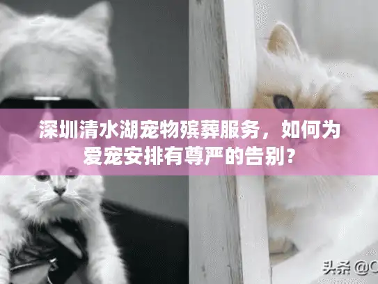 深圳清水湖宠物殡葬服务，如何为爱宠安排有尊严的告别？
